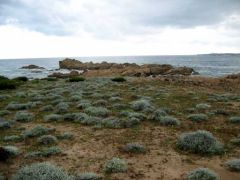 Retour par le sentier des Bruzzi littoral : flore littorale du mois de mai