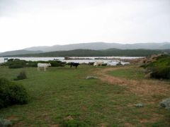 Retour par le sentier des Bruzzi littoral : les vaches