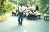 Pastoralisme en Corse