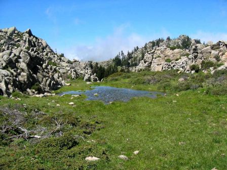 Extrémité SE de la plaine d'Uovacce (au-dessus de la bergerie) : laquet du Monte Tignoso