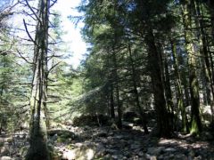 La forêt après la petite clairière d'Apaseu après le col 1225 : suite du sentier vers Bocca di Funtanella